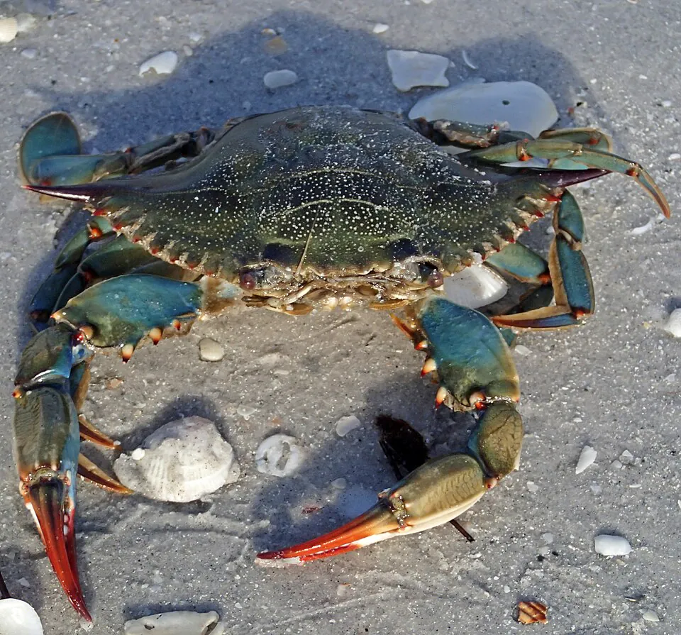 Mystery Crab