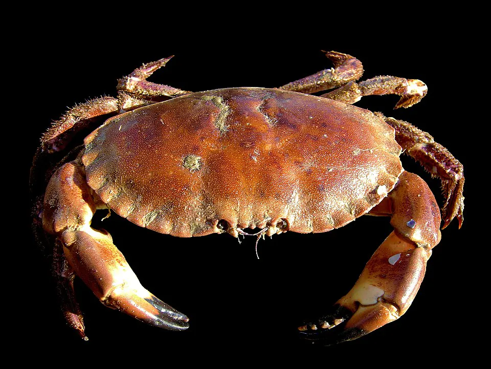 Mystery Crab