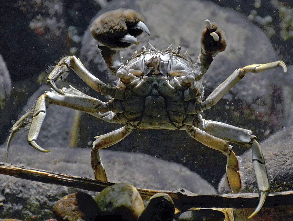 Mystery Crab