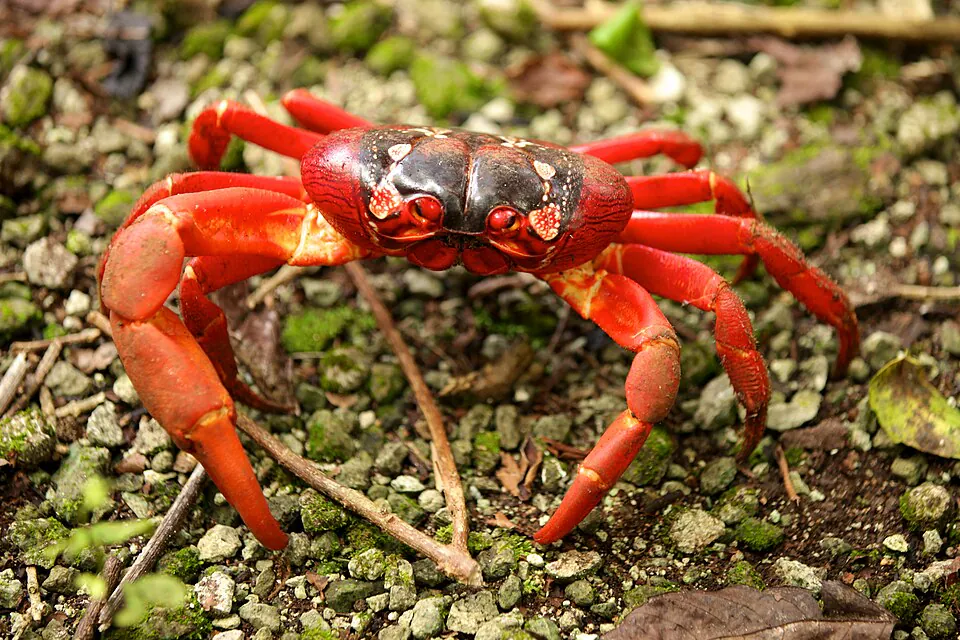 Mystery Crab