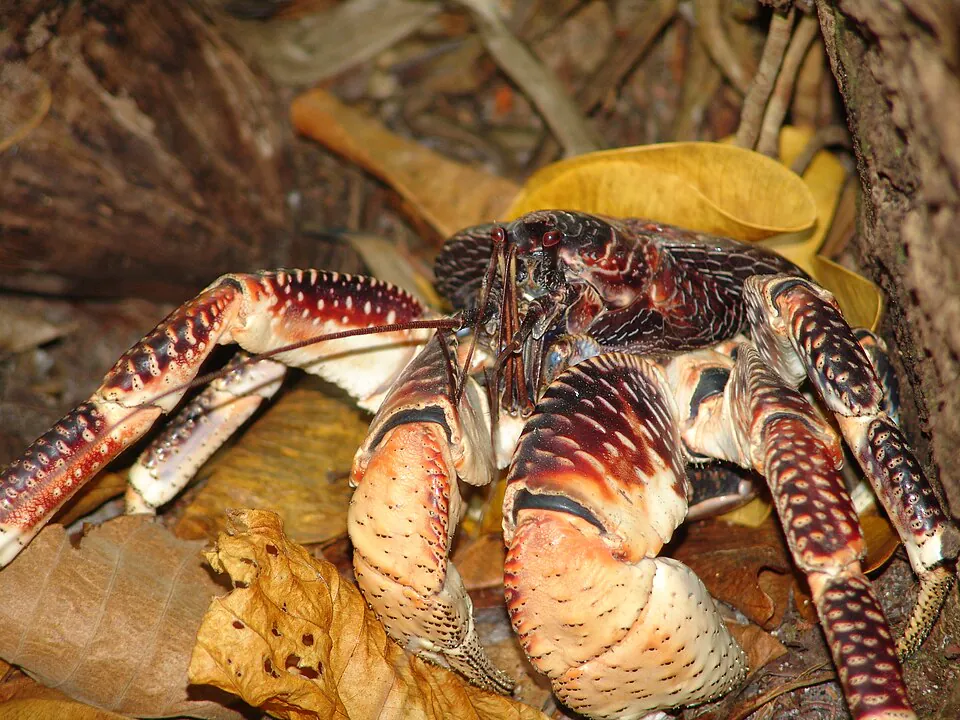 Mystery Crab