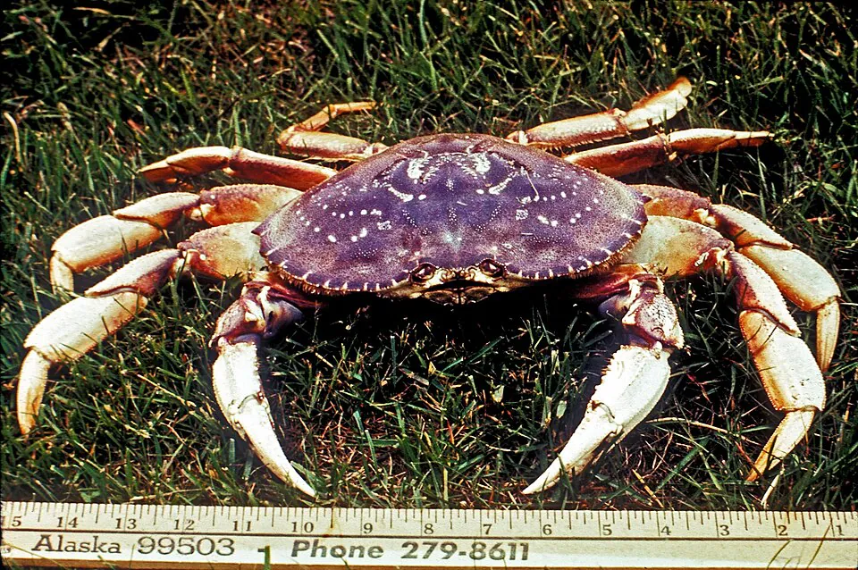 Mystery Crab