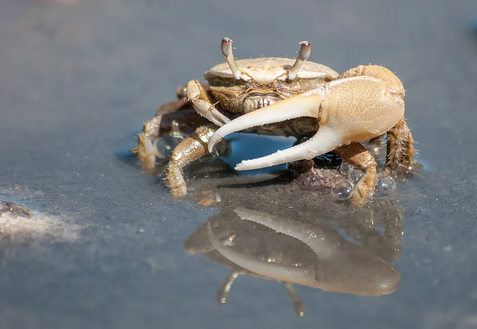 Mystery Crab