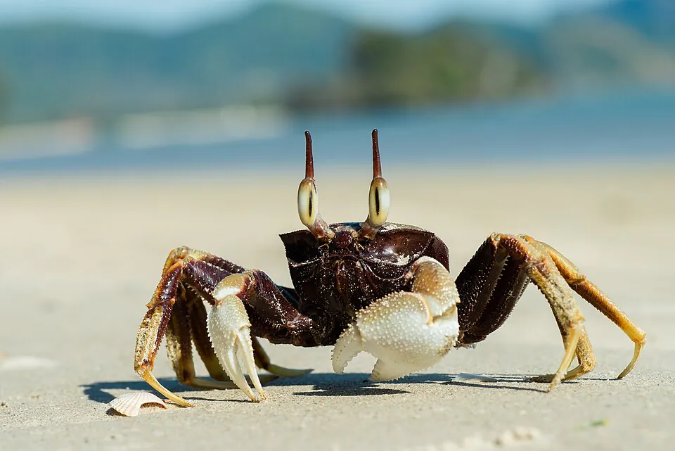 Mystery Crab
