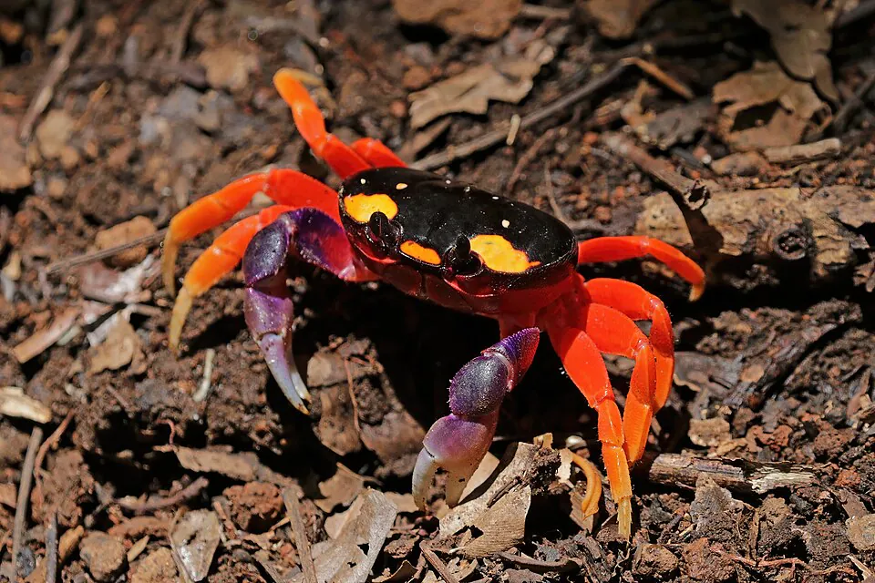 Mystery Crab