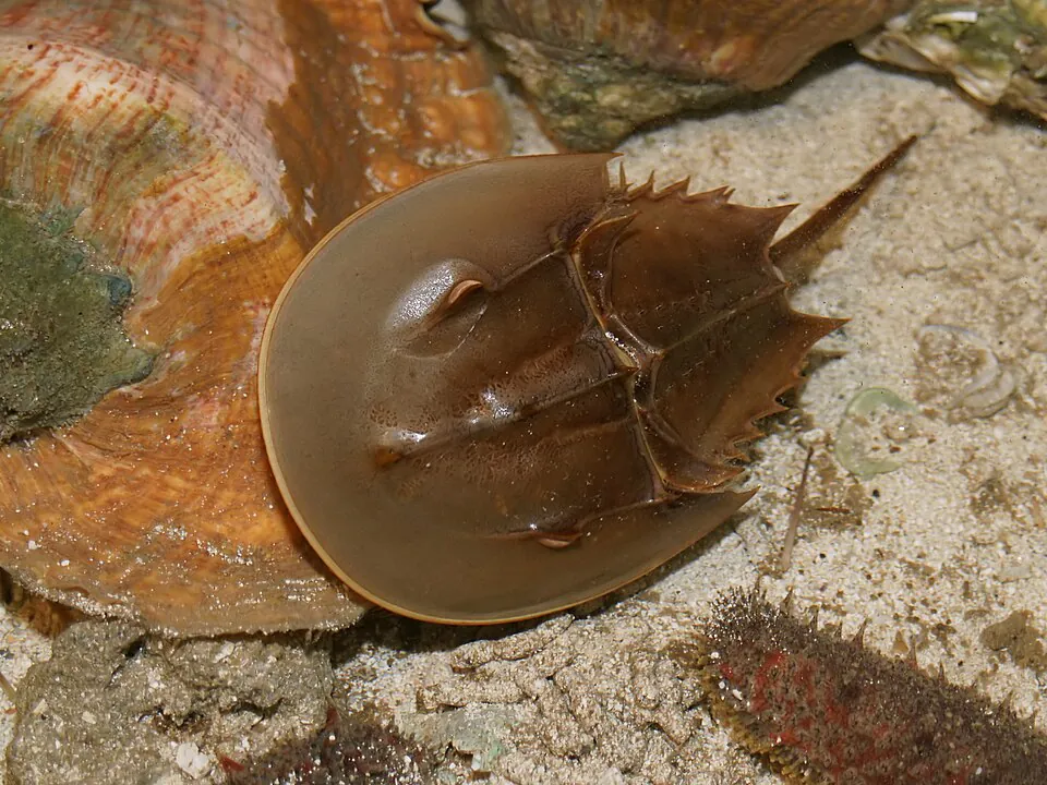 Mystery Crab