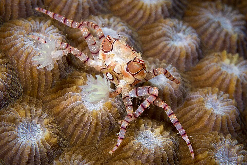 Mystery Crab