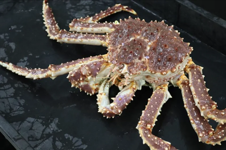 Mystery Crab