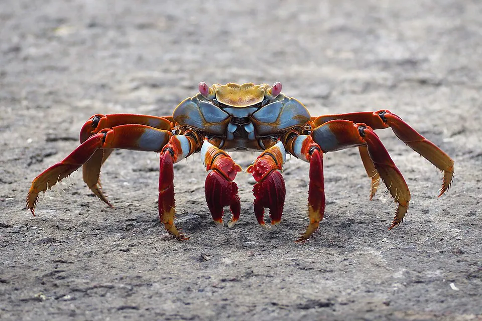 Mystery Crab