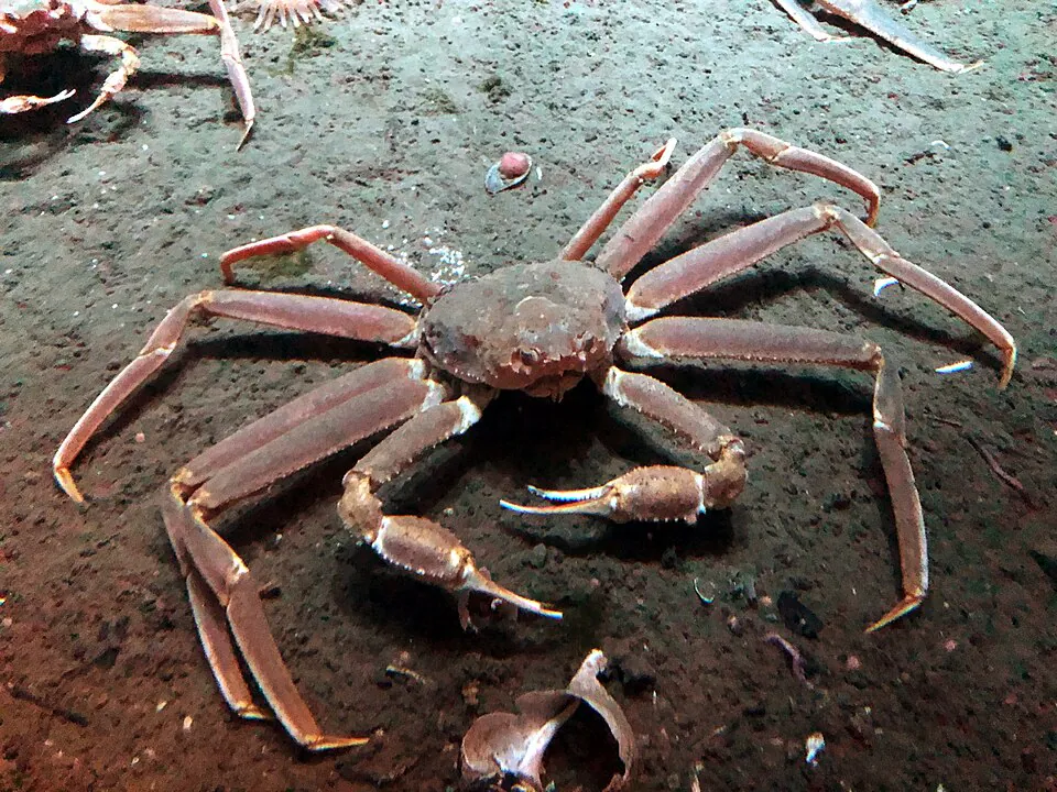 Mystery Crab