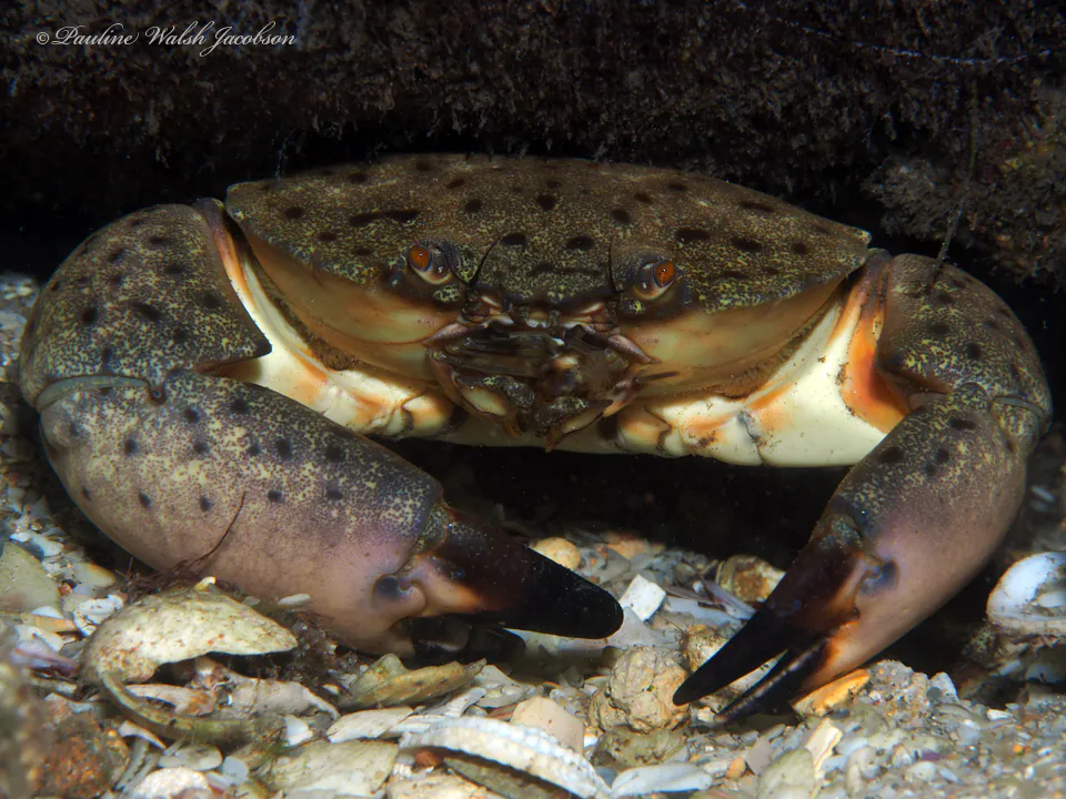 Mystery Crab