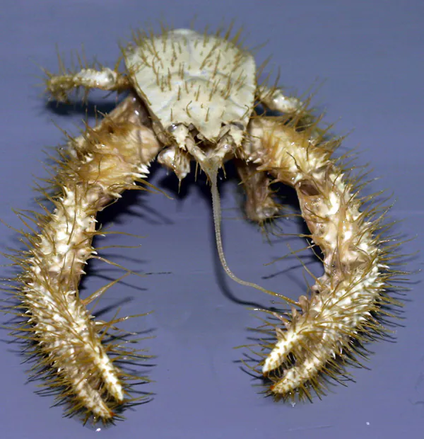 Mystery Crab