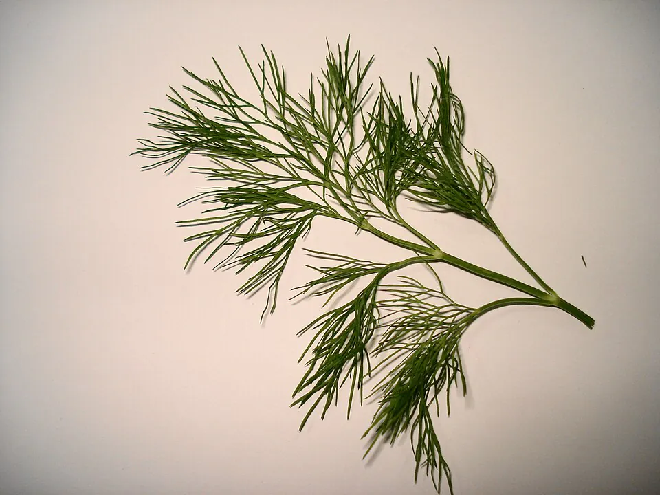 Mystery Herb