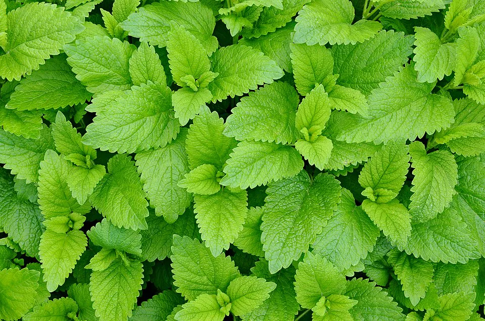 Mystery Herb