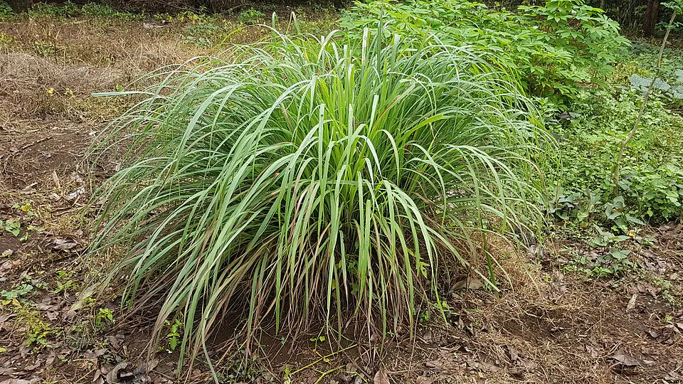 Mystery Herb