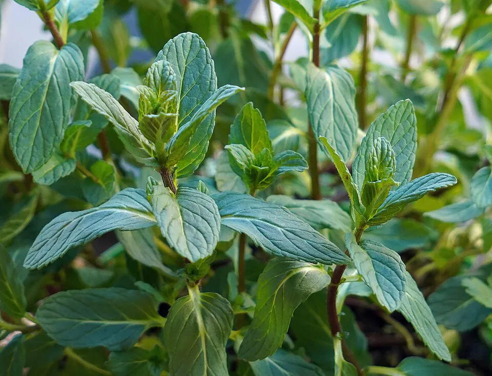 Mystery Herb
