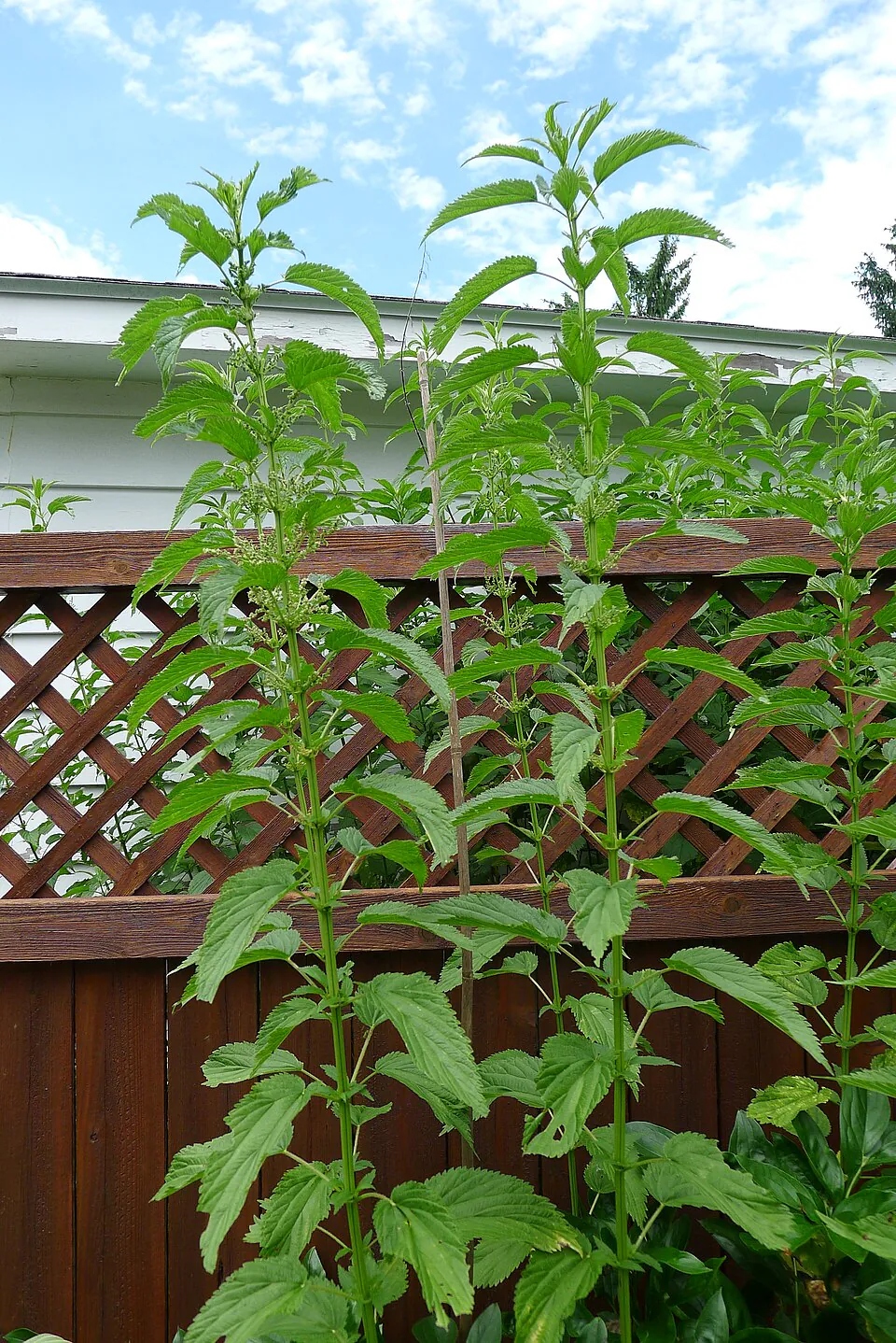 Mystery Herb