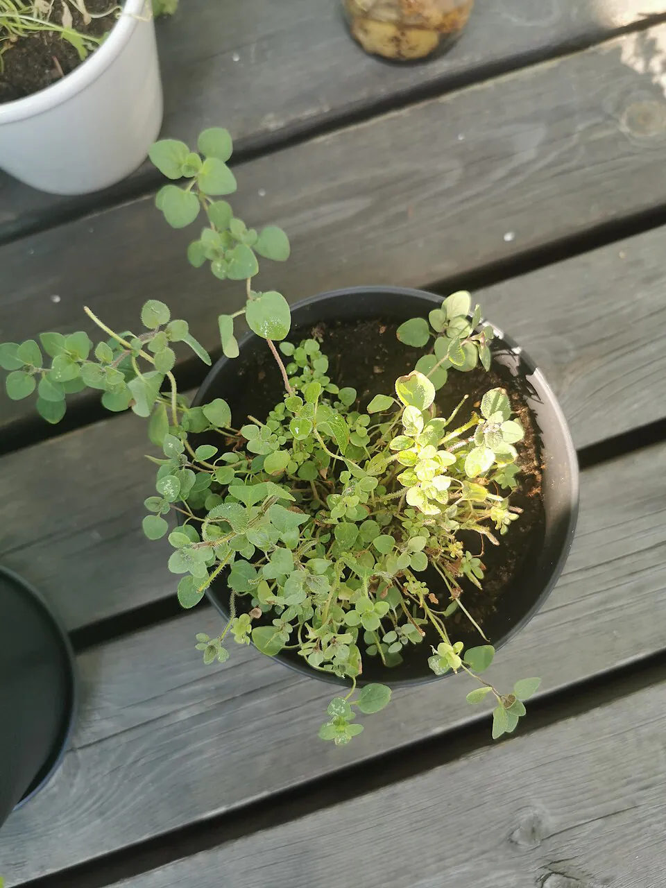 Mystery Herb
