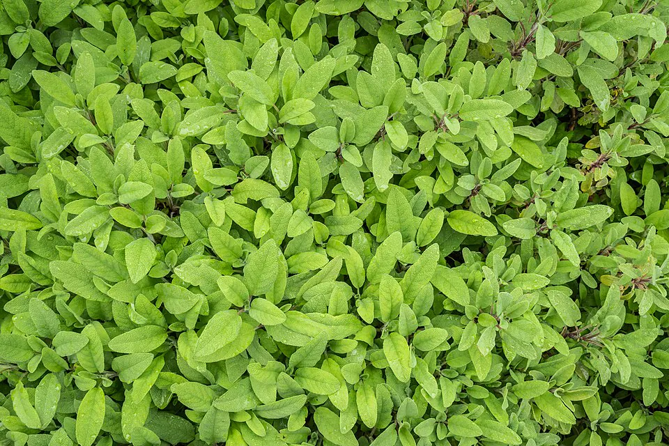 Mystery Herb