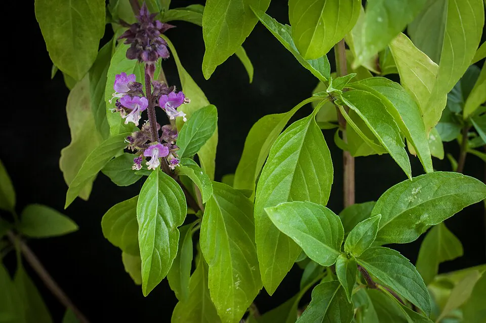 Mystery Herb
