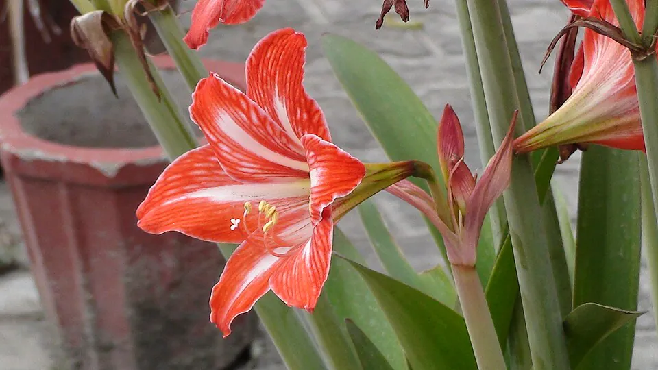 Mystery Flower