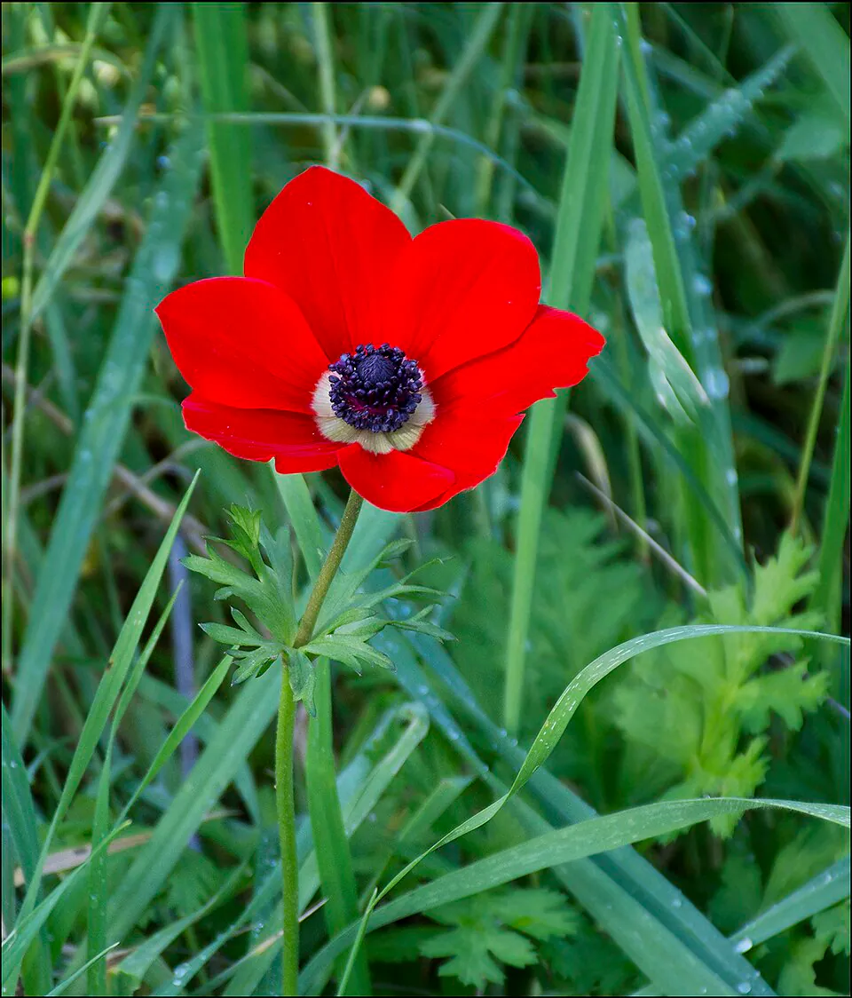 Mystery Flower