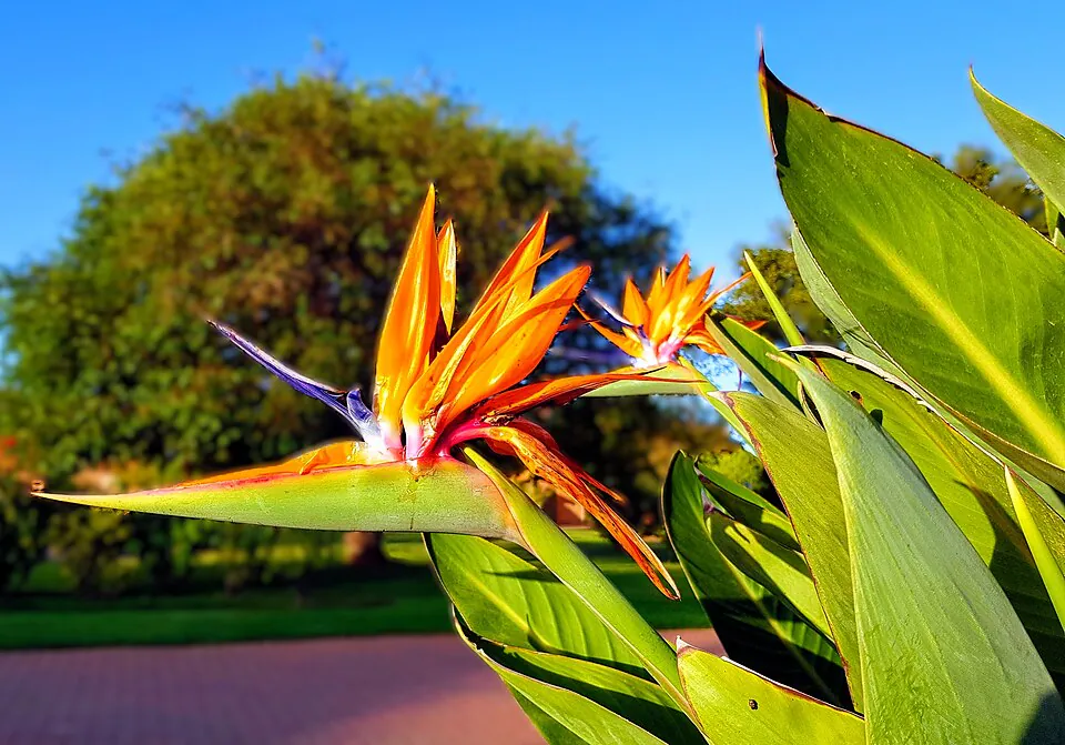 Mystery Flower