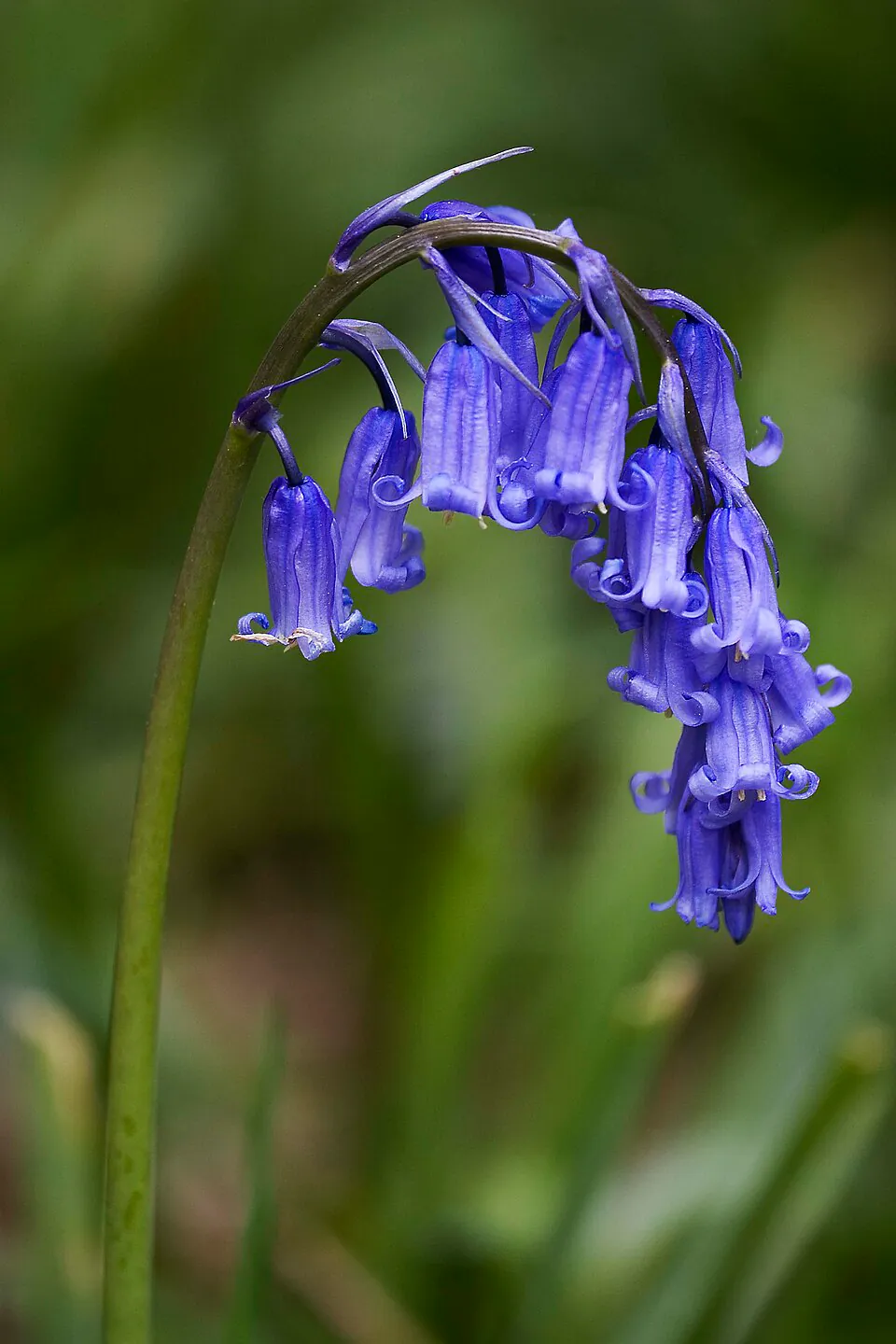 Mystery Flower