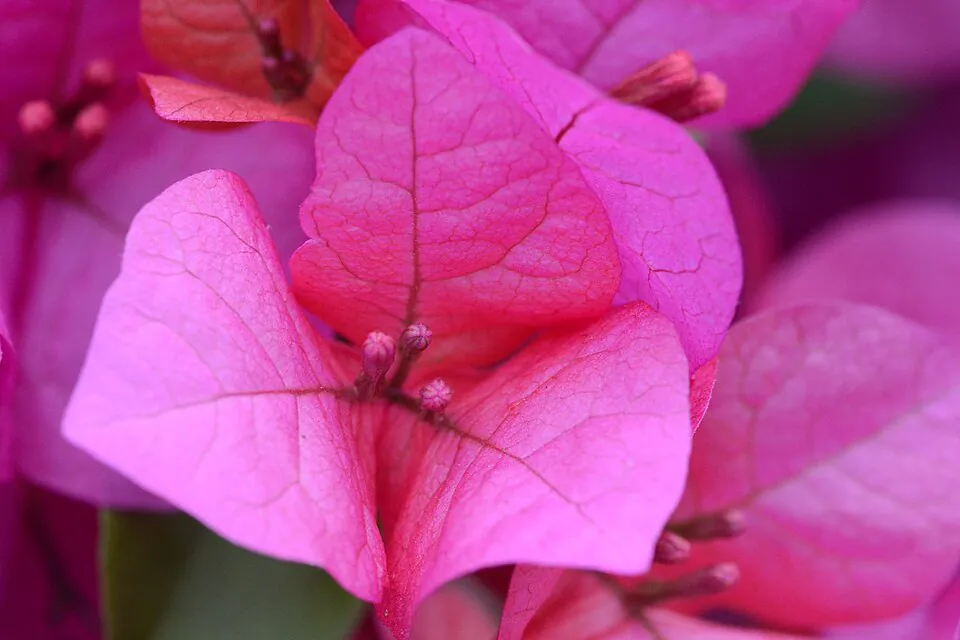 Mystery Flower