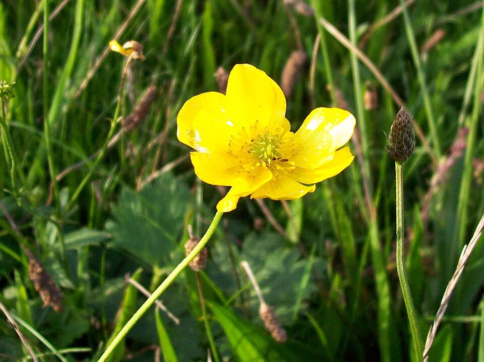 Mystery Flower