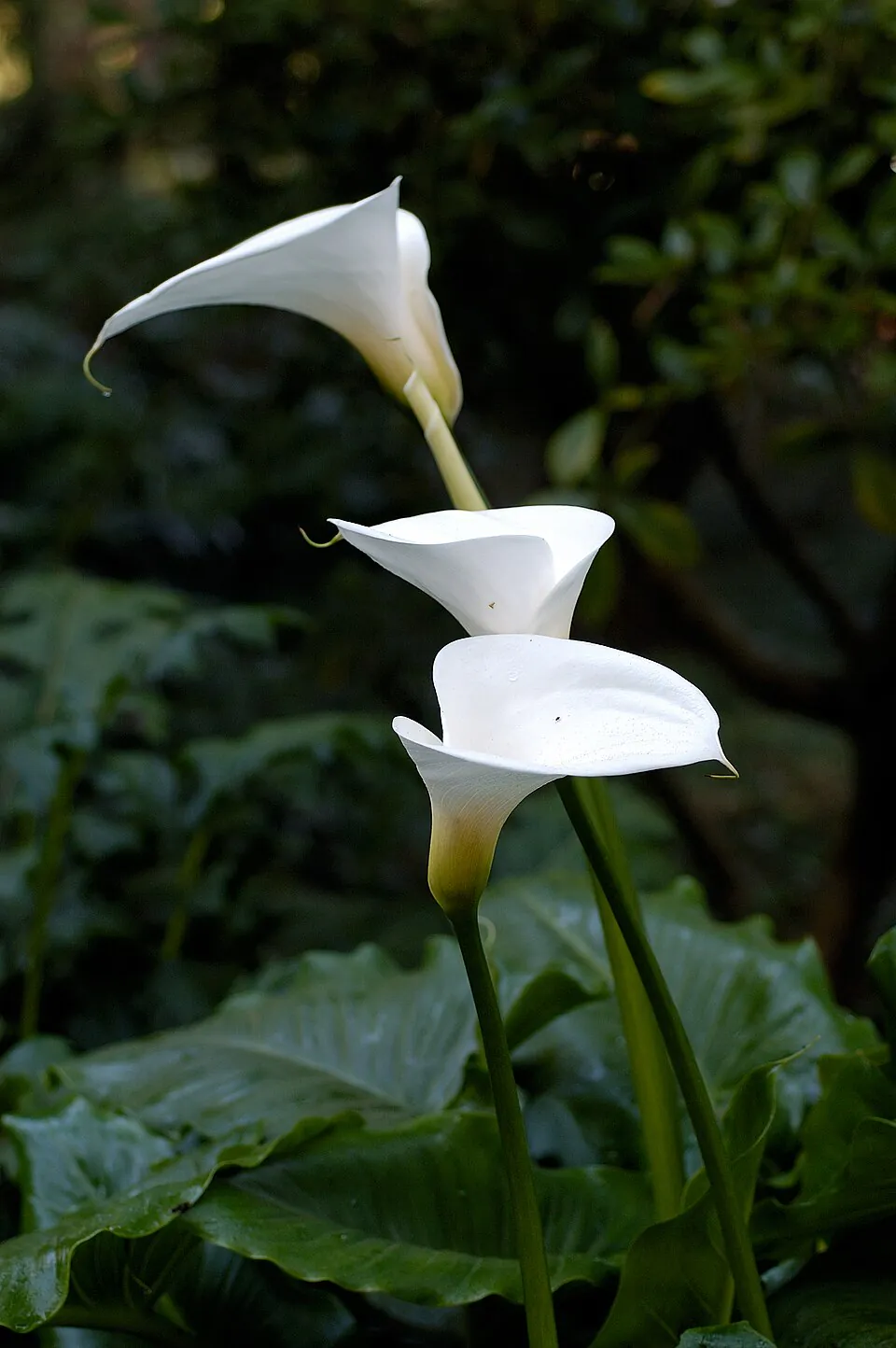 Mystery Flower