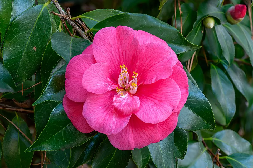 Mystery Flower