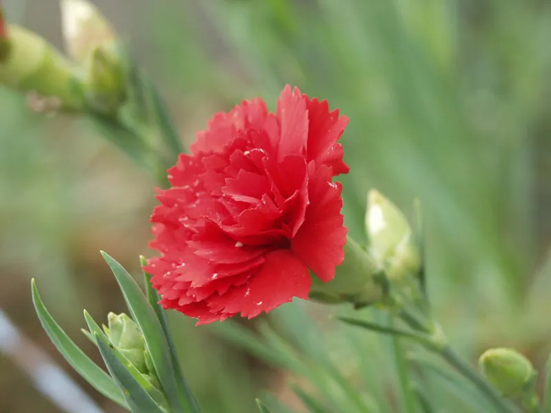 Mystery Flower