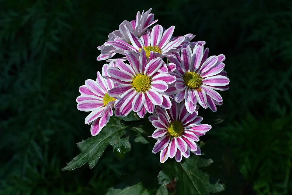 Mystery Flower