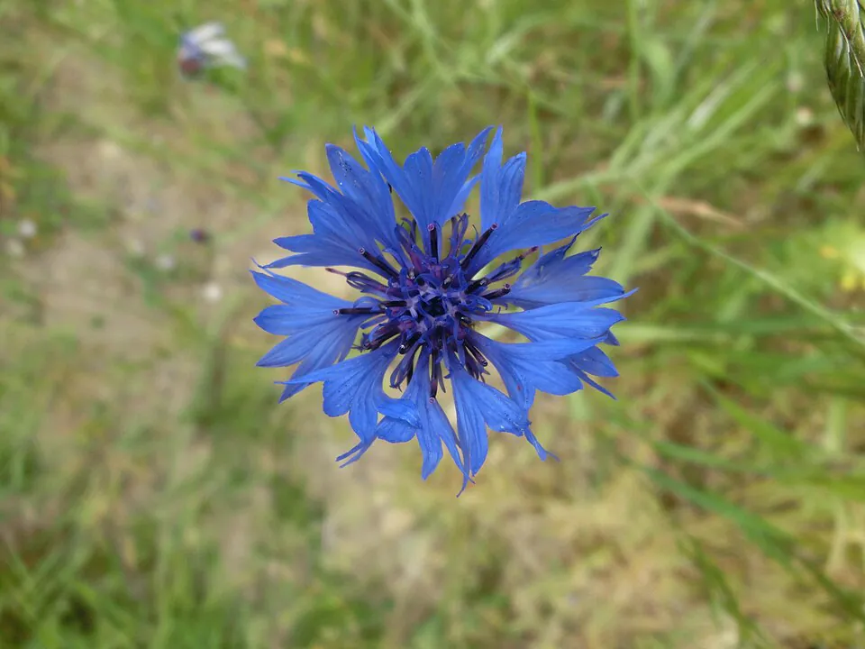 Mystery Flower