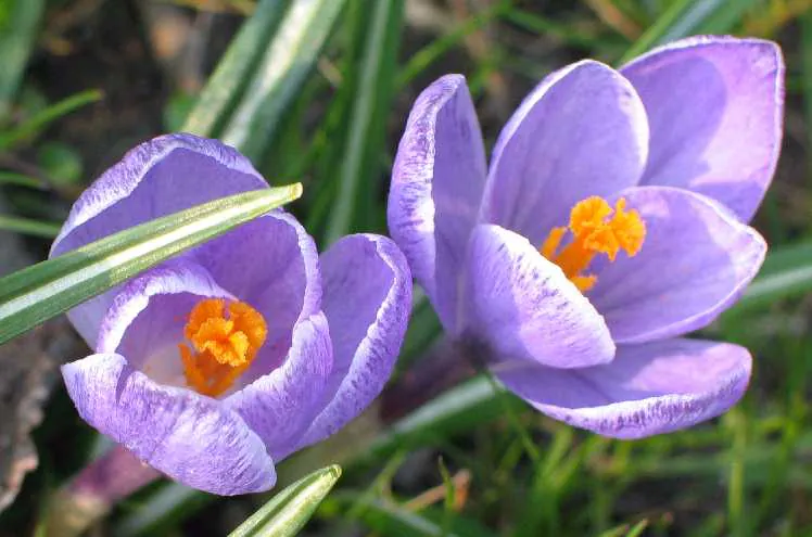 Mystery Flower