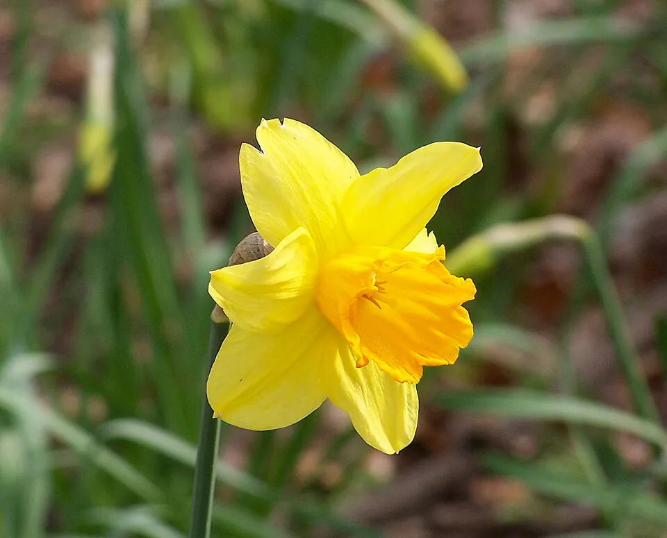 Mystery Flower