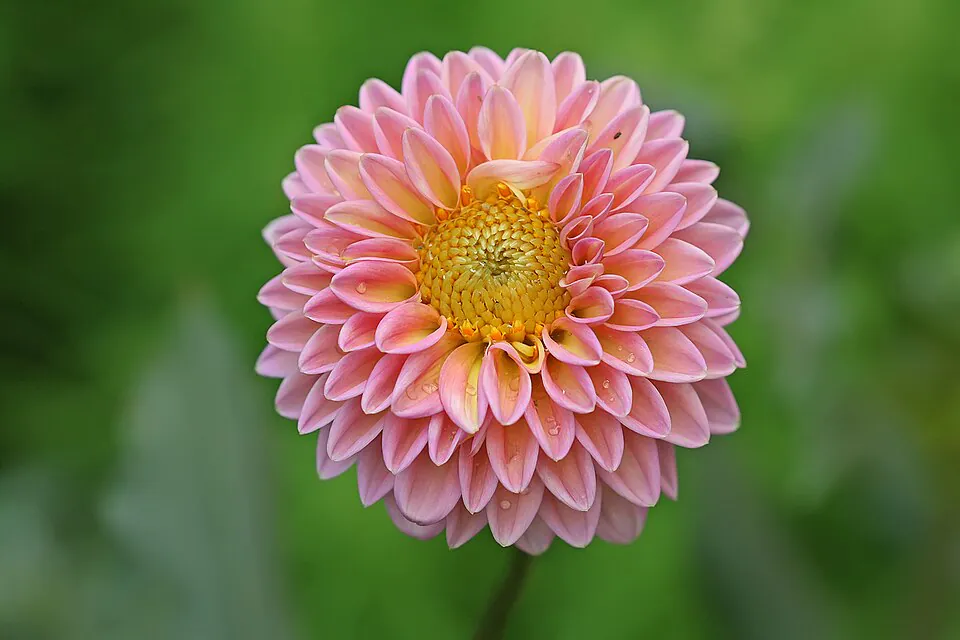 Mystery Flower