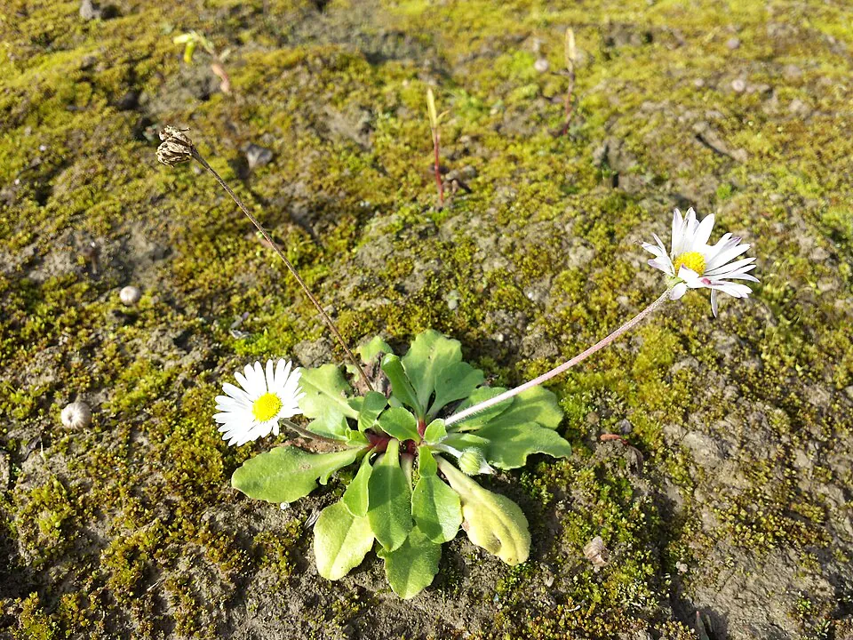 Mystery Flower