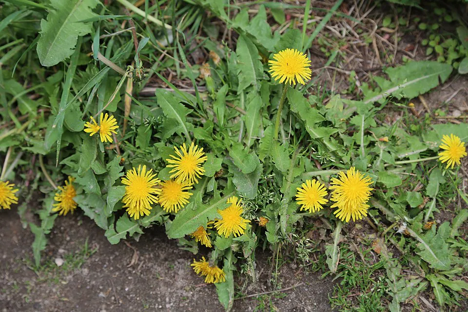 Mystery Flower