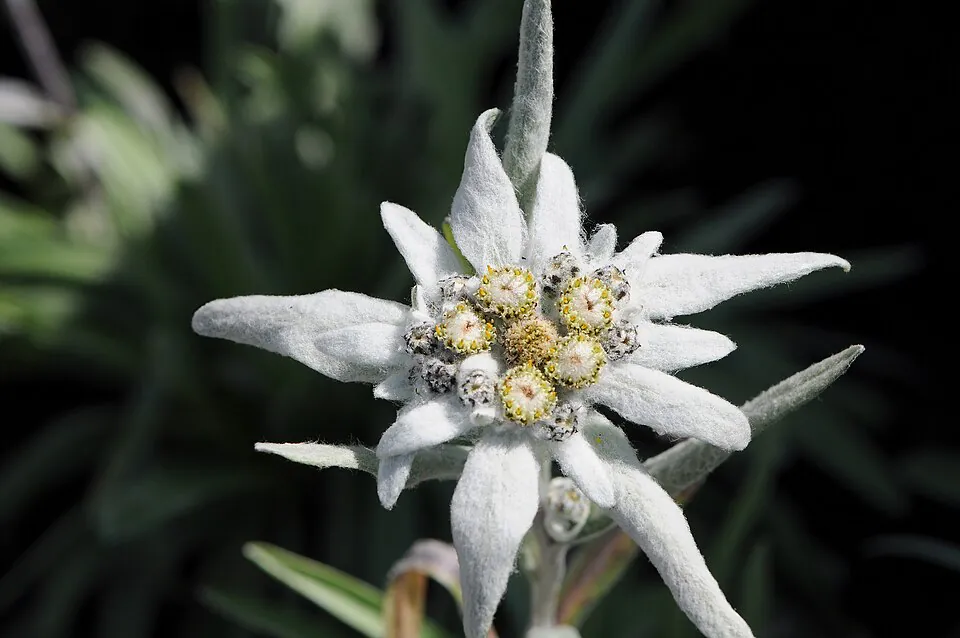 Mystery Flower
