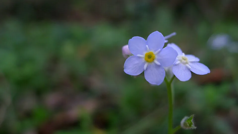 Mystery Flower