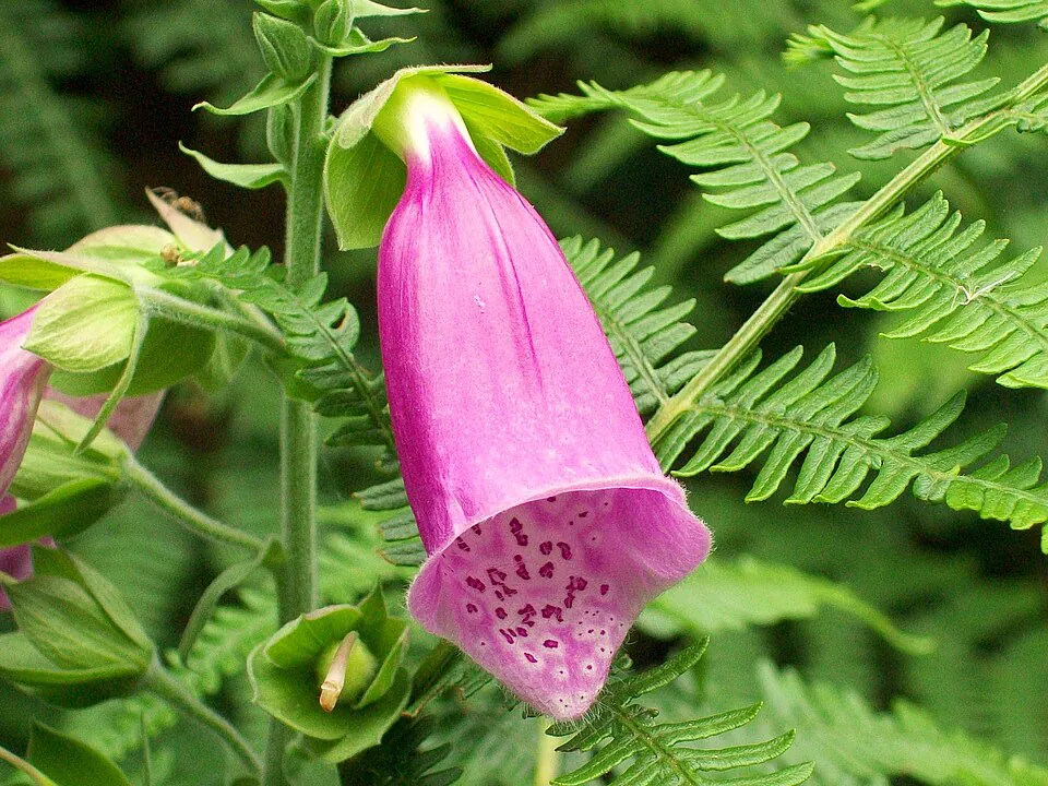 Mystery Flower