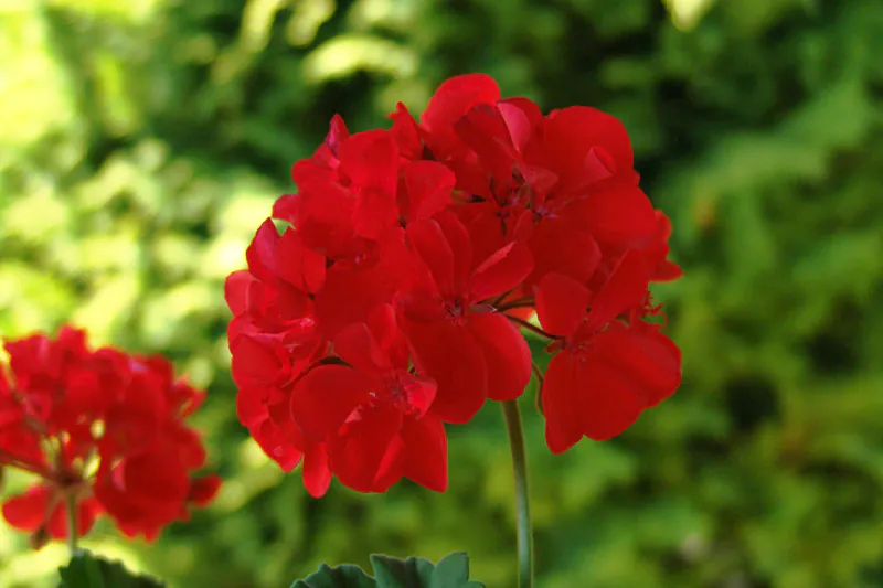 Mystery Flower