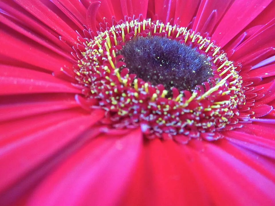 Mystery Flower