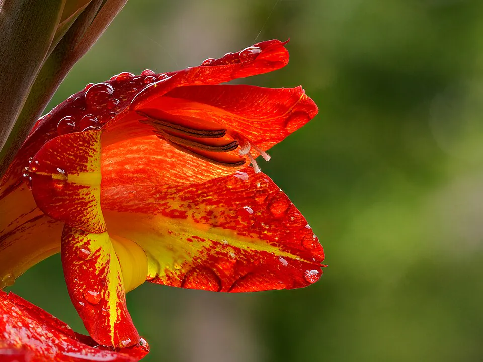 Mystery Flower