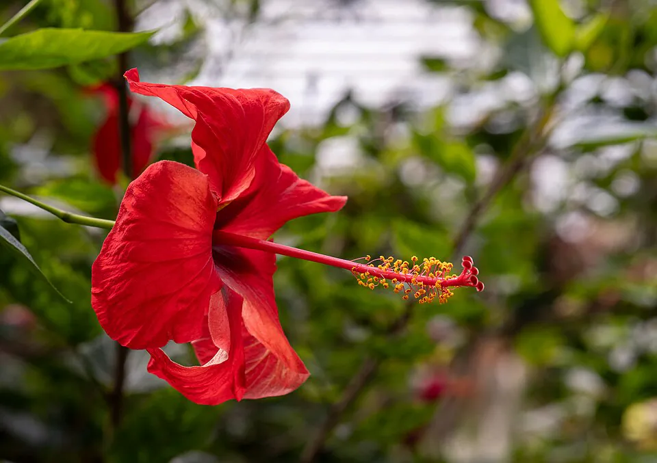 Mystery Flower