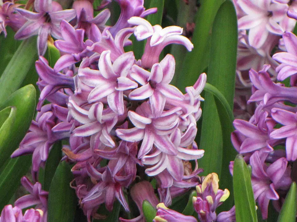 Mystery Flower