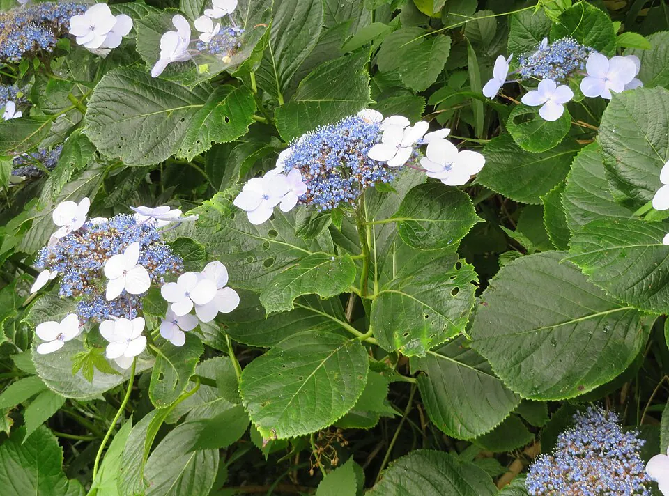 Mystery Flower