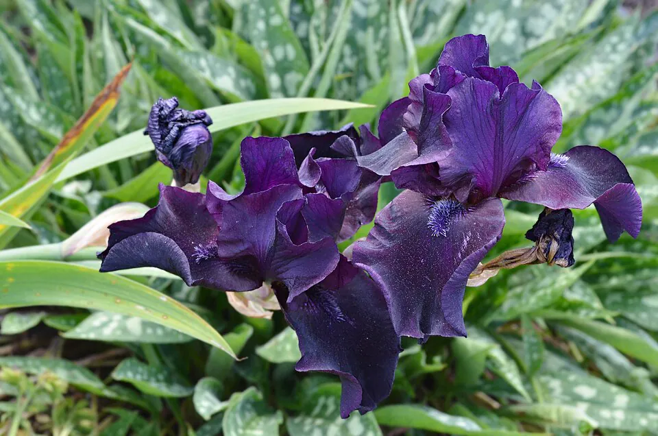 Mystery Flower